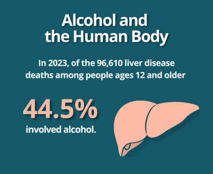 Alcohol and the human body. Image of a liver. In 2023, of the 96,610 liver disease deaths among people ages 12 and older, 44.5% involved alcohol.